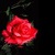 Red Rose free icon
