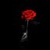 Animated Rose Live Wallpaper icon