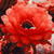 Red Cactus Blossom Live Wallpaper icon