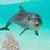 Ocean Dolphin app for free