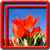 Tulips Live Wallpapers Best icon