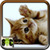 Kitty Cats Pictures icon