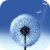 Dandelion Live Wallpaper 3D icon