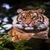 Tiger On Wood Live Wallpaper icon