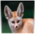 Cutest Animal Facts icon