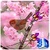 3D Sakura Wallpaper icon