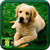 Dog Images Download icon