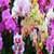 Orchid Flower Live Wallpaper Free icon