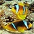 Clownfish In Water LWP icon