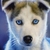 New Lovely Puppies icon