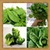 Green Vegetables Onet Classic Game icon