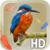 Bird Feathers LWP app for free