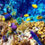 Sea Creatures Live Wallpapers icon