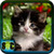 Free Kitten Wallpaper icon