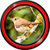 Singing Birds Live Wallpapers icon