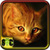 Free Pictures Of Cats icon