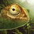 Jungle Chameleon Live Wallpaper icon