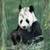 Panda Live Wallpaper Free icon