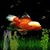 White Orange Fish Live Wallpaper icon