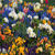Bordeaux Tulips field Wallpaper HD icon
