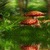 Mushroom Park Live Wallpaper icon