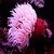 Beautiful Sea Anemone Live Wallpaper icon
