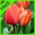 Flower Fields: Tulips FREE icon