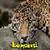 Leopard Lite  icon