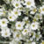 White Bloom in sunlight wallpaper HD icon