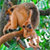 Forest Monkey Stunt icon