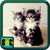 Free Cats Wallpapers icon