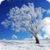 Snow Fall Live Wallpaper Best Free icon