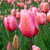 Tulip Wallpapers HD icon