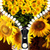Sunflower Zipper Lock Screen icon