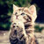 Best Cute Cats HD Wallpaper icon
