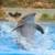 dolphin around the world 4k icon