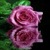 Pink Water Rose Live Wallpaper icon