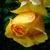 Yellow Rose In Rain Live Wallpaper icon
