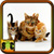 Cat Kitten Pictures app for free
