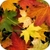 Autumn Leaves Live Wallpaper FREE icon