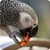 Parrot like Mandarin LiveWP app for free