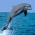Dolphins s Gallery icon