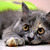Amazing Cute Cats HD Wallpaper icon