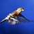 Birds Live Wallpapers Free icon