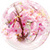 Sakura Theme - Cherry Flower icon