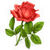 Rose Flowers HD icon