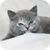 Cats and Kittens Wallpapers icon