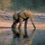 Elephant Pondd Live Wallpaper icon