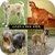 Guess The Dog Breed Trivia icon