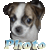Photo Dog icon